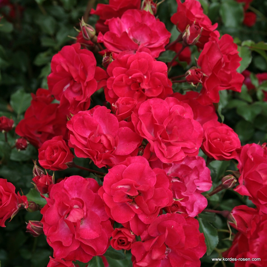 Роза флорибунда Ротилия